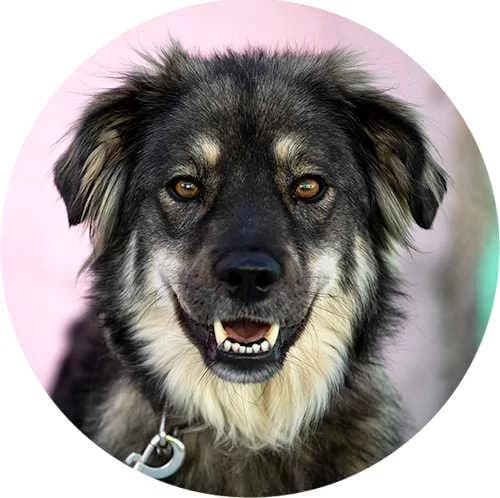 Charlie, male Mixed Breed for adoption at Every Dog Matters EU, Kostinbrod