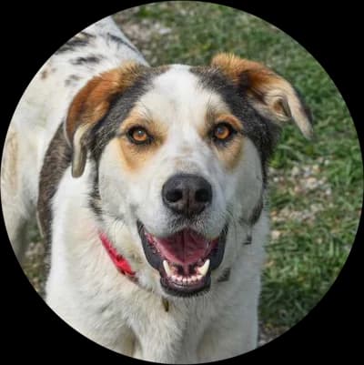 Otis, male Mixed Breed for adoption at Every Dog Matters EU, Kostinbrod