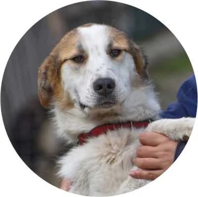 Topcho, male Mixed Breed for adoption at Every Dog Matters EU, Kostinbrod