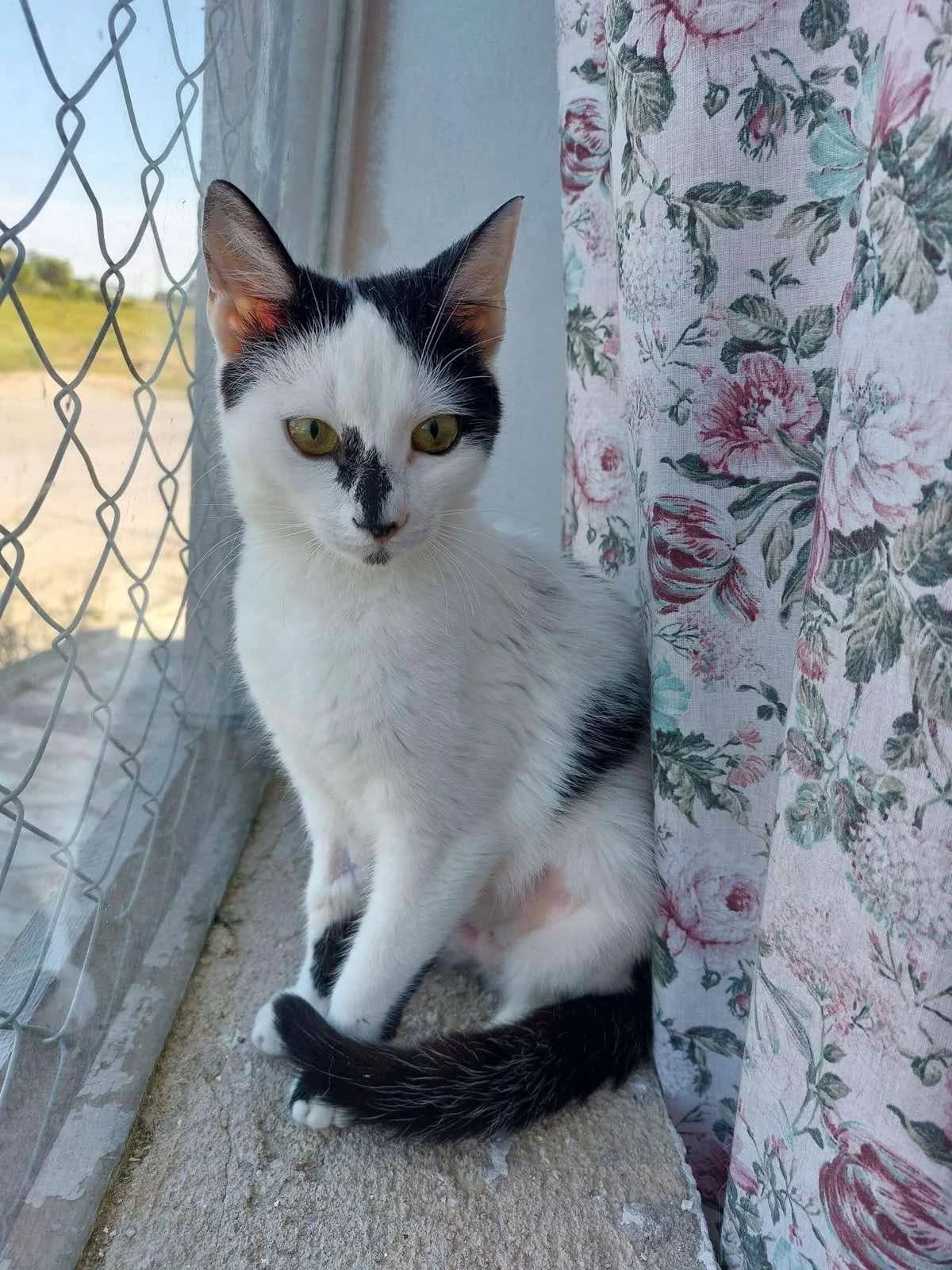 Bella (Белла), female Mixed Breed for adoption at Fluffy Paws Of Bulgaria