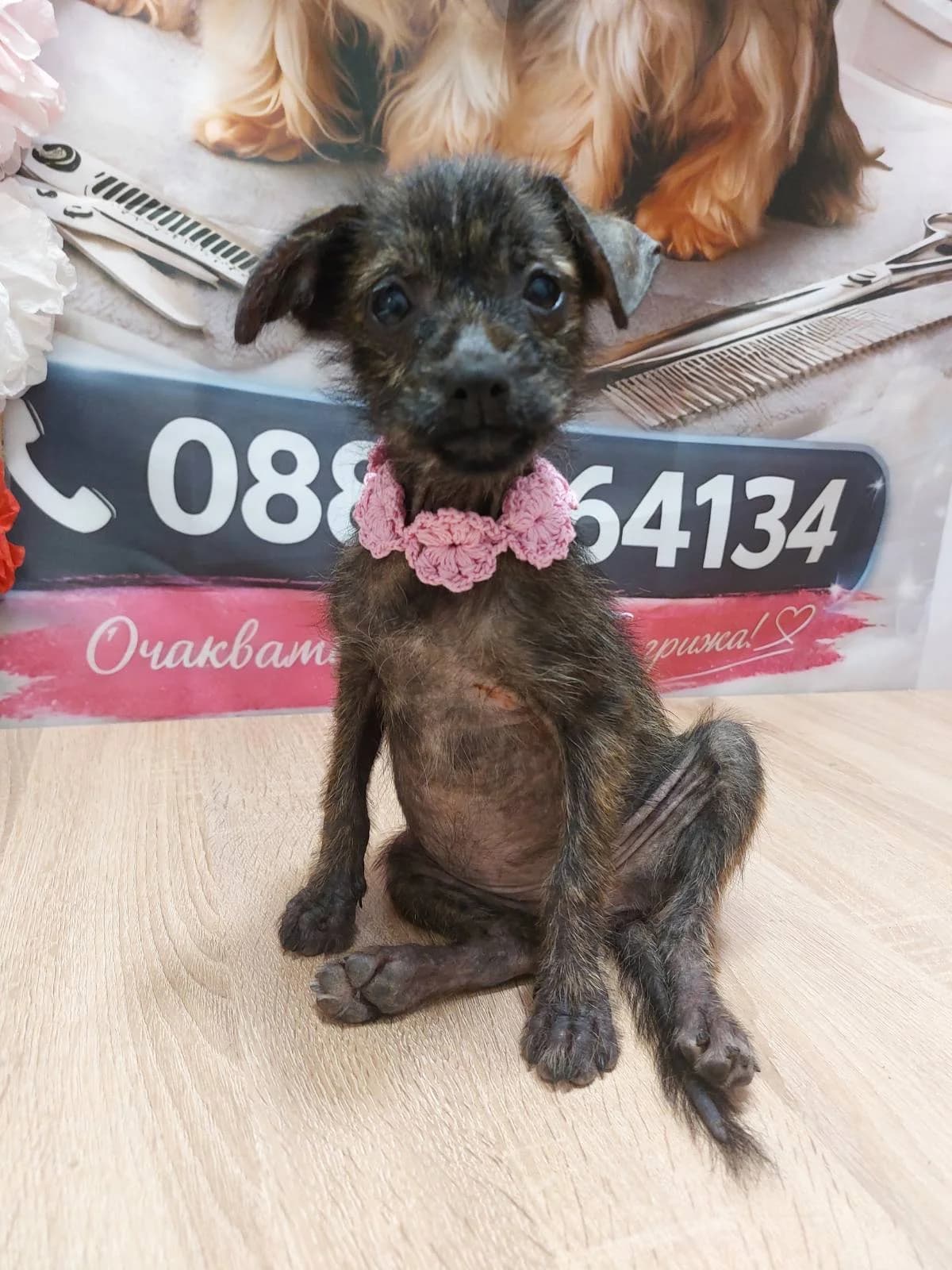 Delfin (Делфин), female puppy Mixed Breed for adoption at Fluffy Paws Of Bulgaria