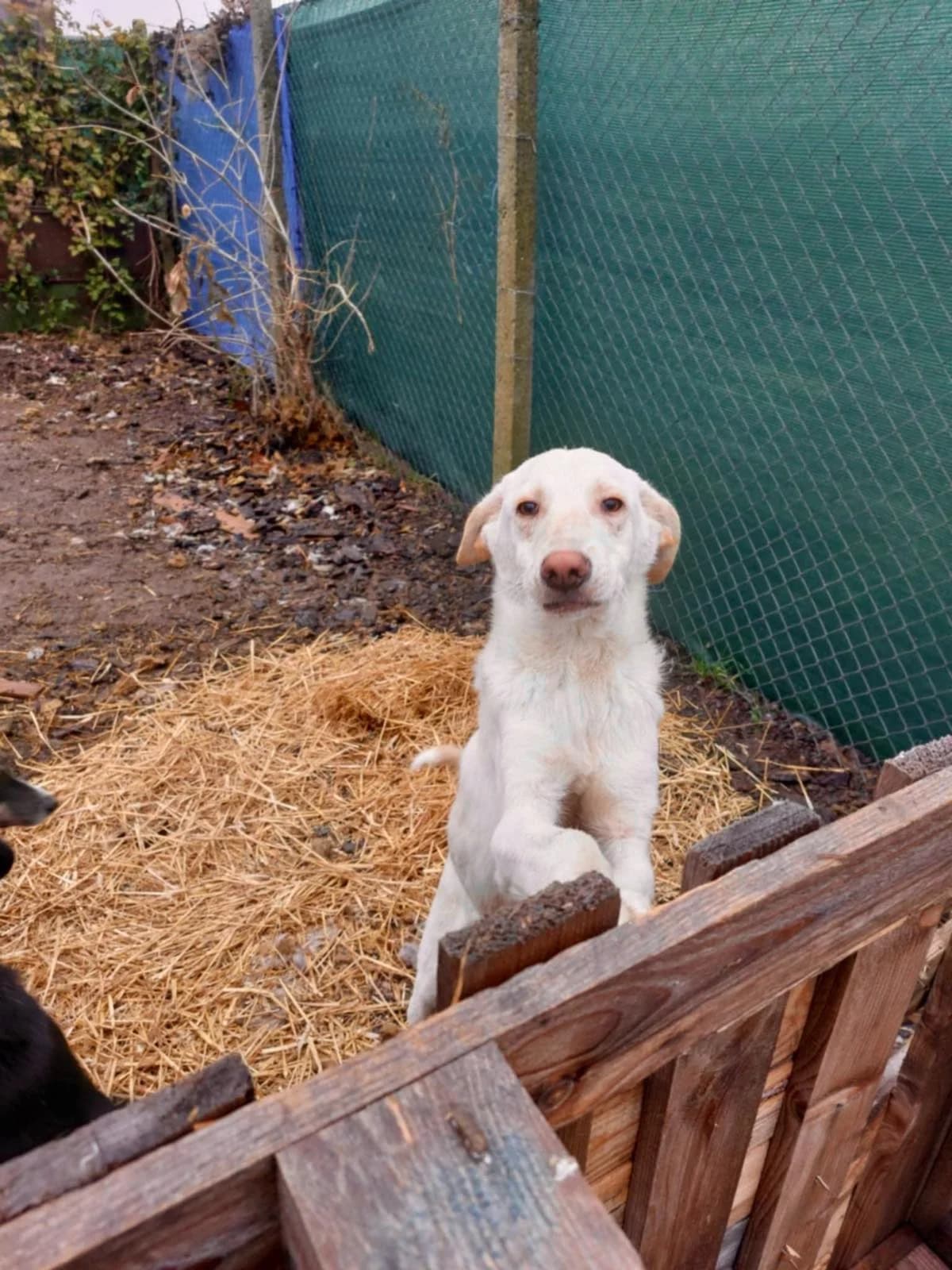 Dzhoni (Джони), male Mixed Breed for adoption at Fluffy Paws Of Bulgaria