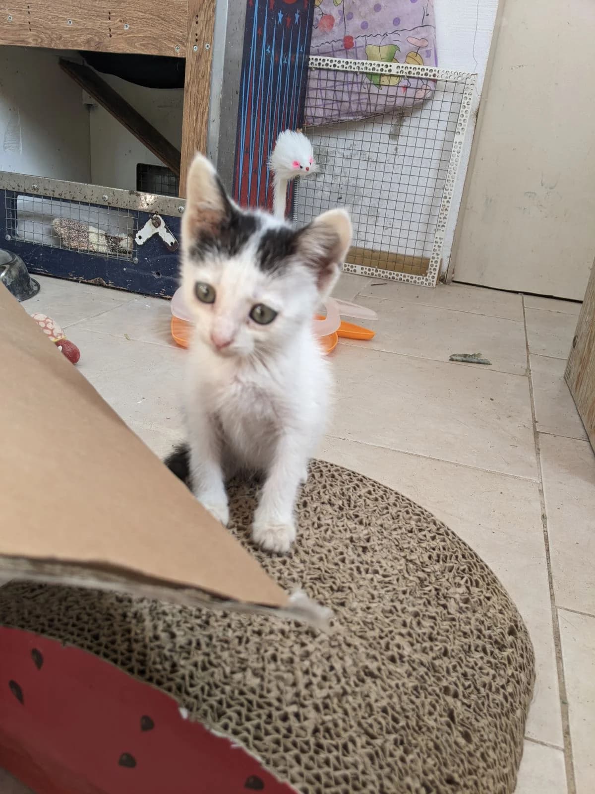 Lusi (Луси), puppy Mixed Breed for adoption at Fluffy Paws Of Bulgaria