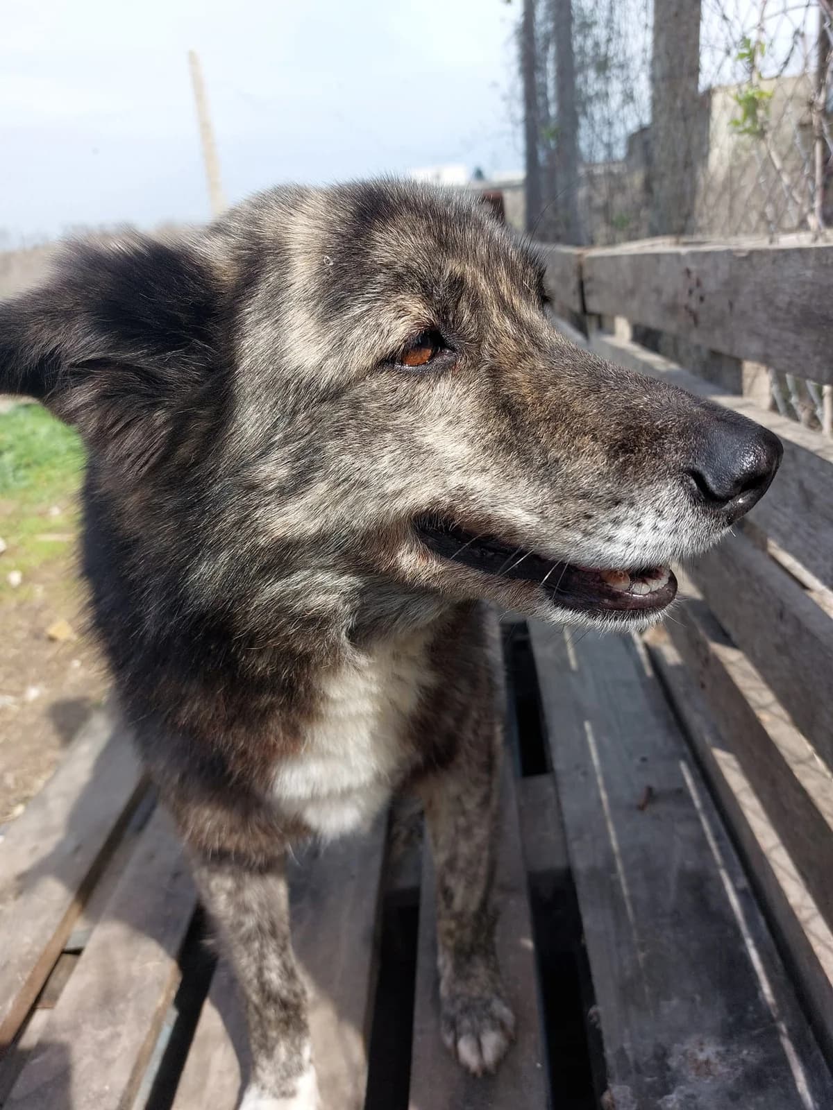 Martin (Мартин), male senior Mixed Breed for adoption at Fluffy Paws Of Bulgaria