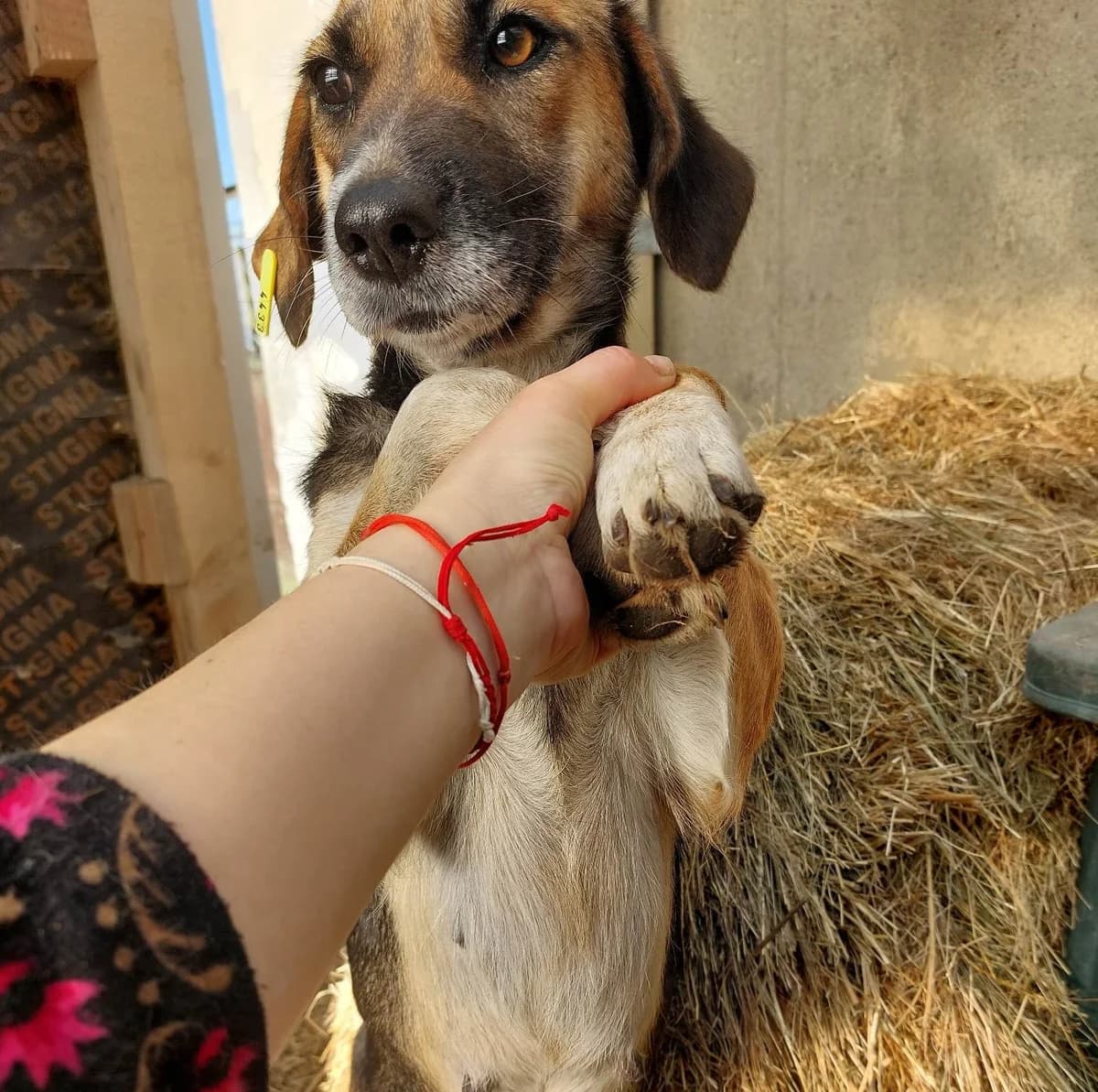 Maya (Мая), female Mixed Breed for adoption at Fluffy Paws Of Bulgaria