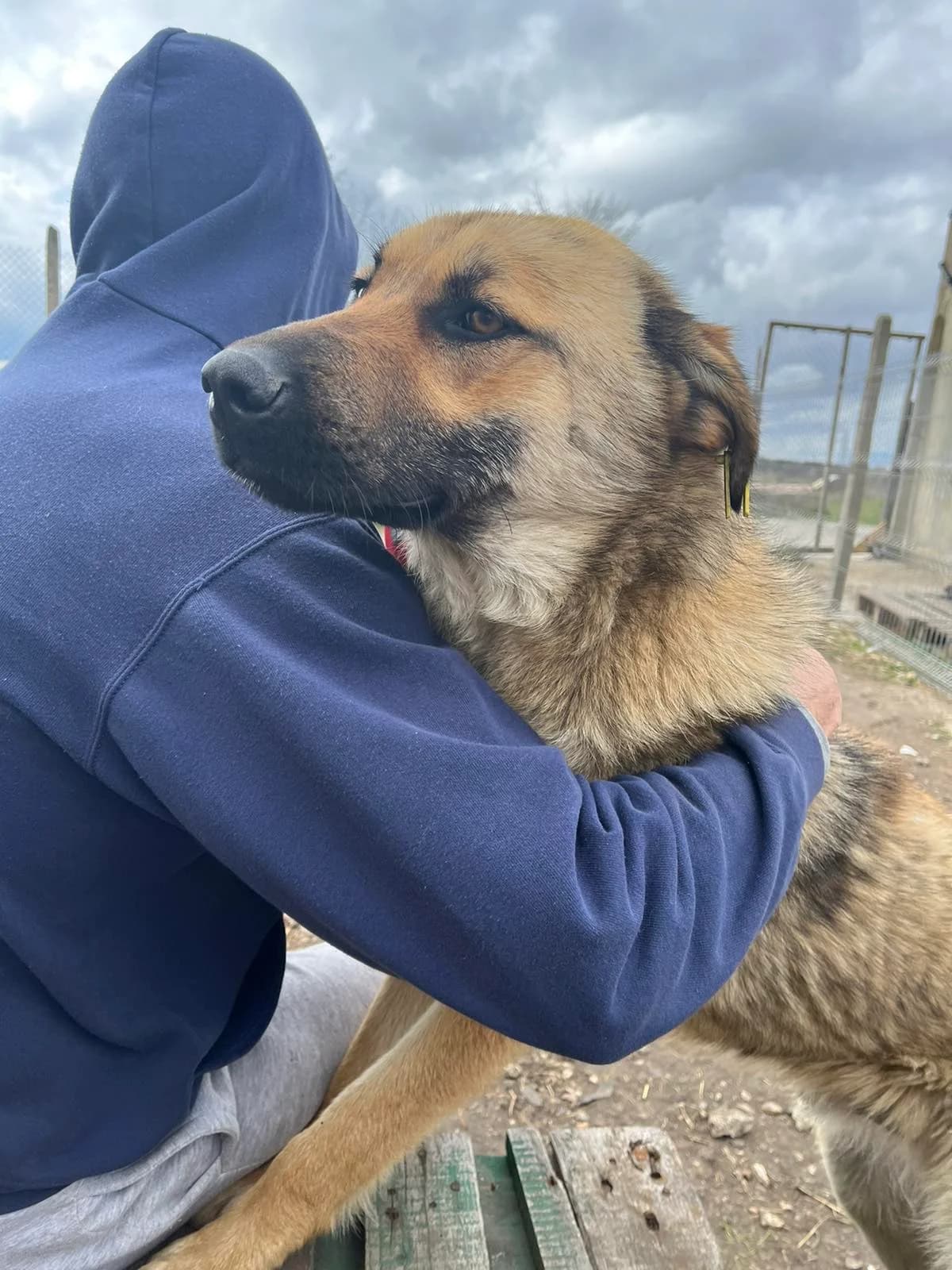 Mecho (Мечо), male Mixed Breed for adoption at Fluffy Paws Of Bulgaria