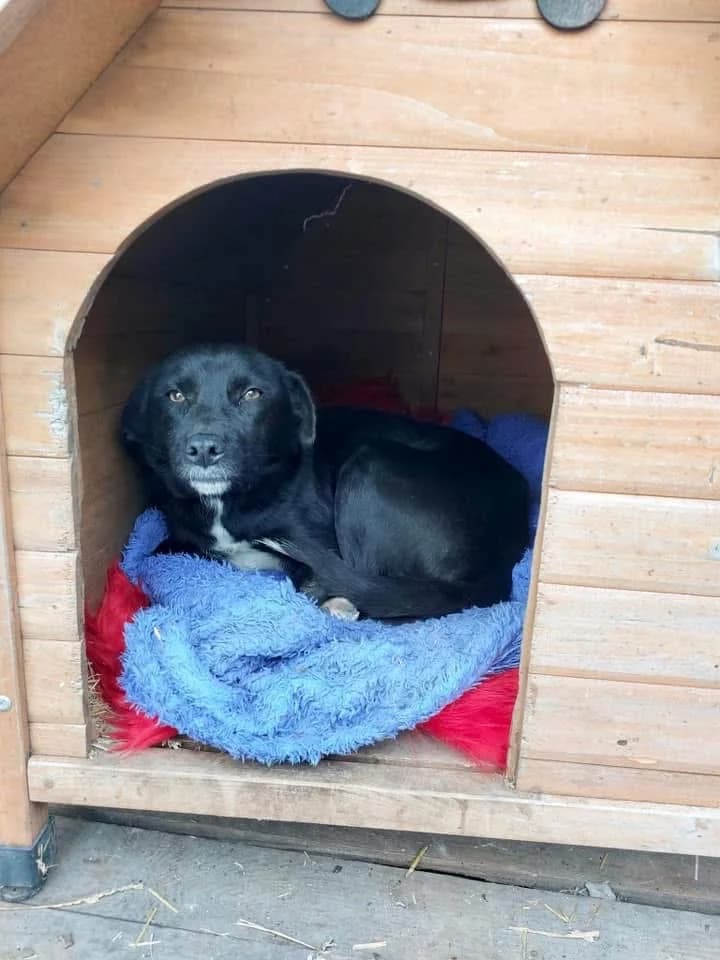 Riana (Риана), female Mixed Breed for adoption at Fluffy Paws Of Bulgaria