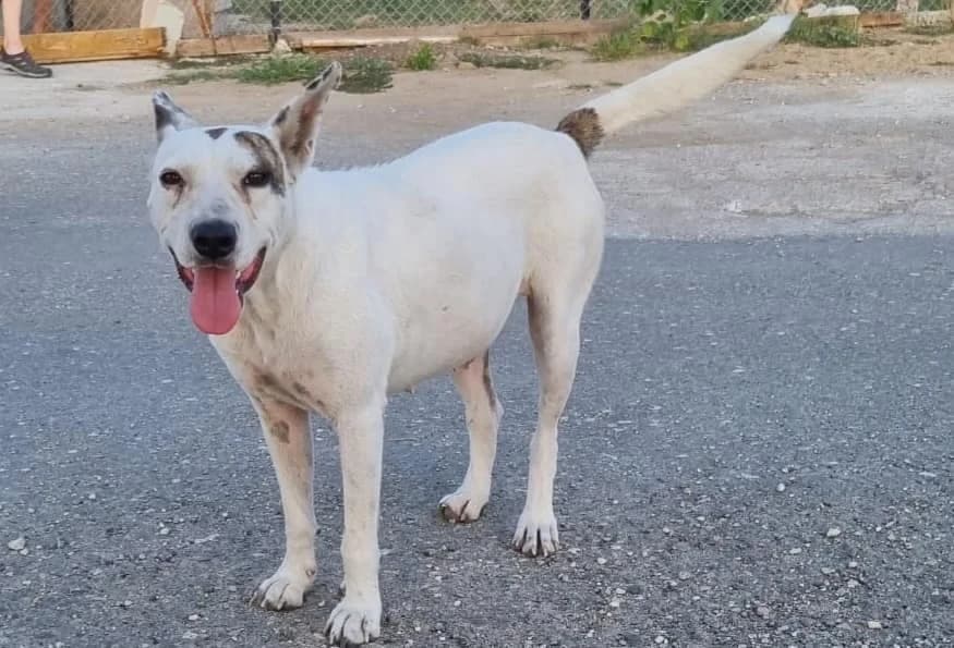 Khera (Хера), female Mixed Breed for adoption at Fluffy Paws Of Bulgaria