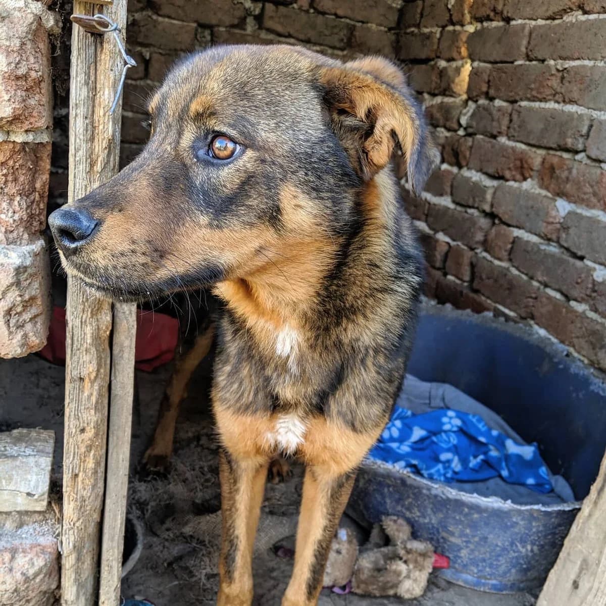 William, male Mixed Breed for adoption at Helen, Vratsa region