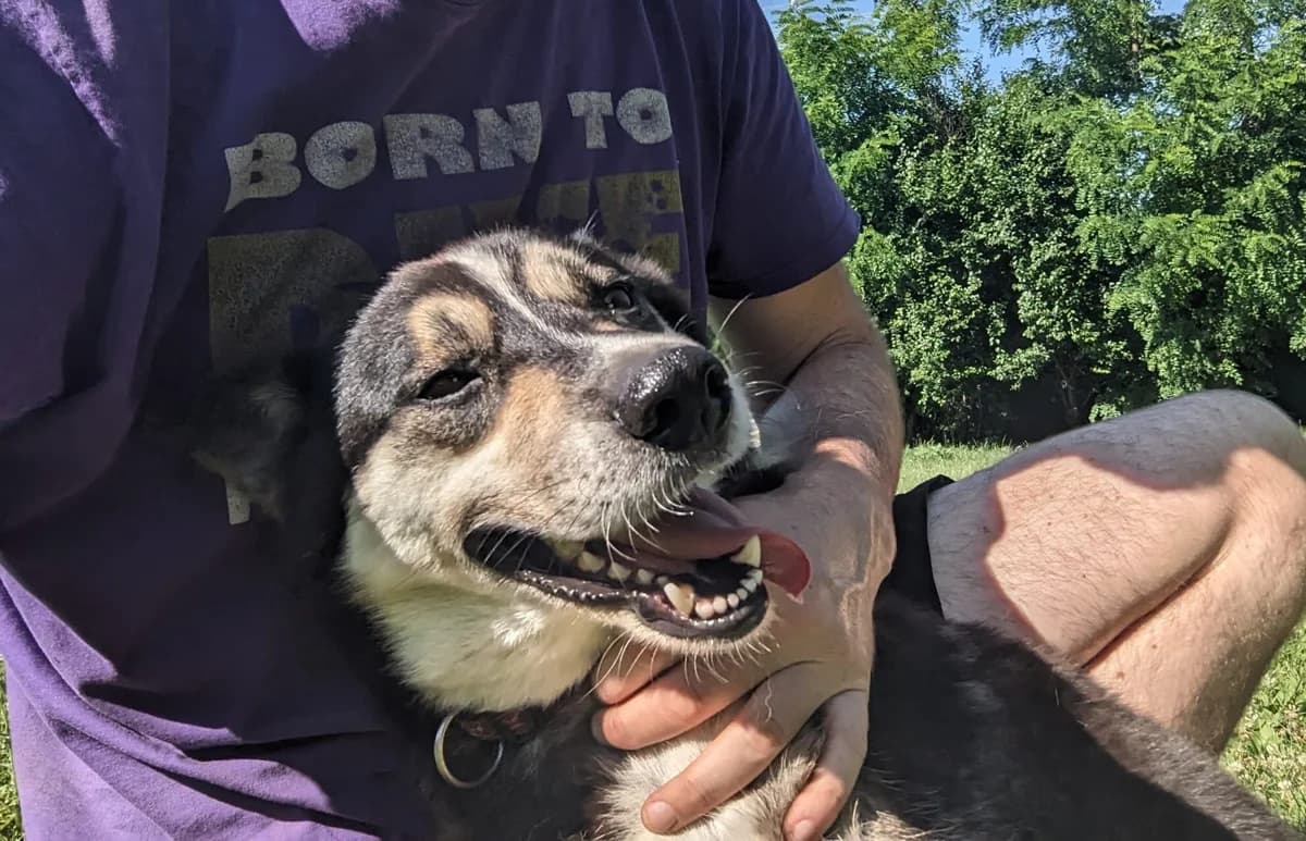 Chuck, male 3yo Mixed Breed for adoption at Helen, Vratsa region
