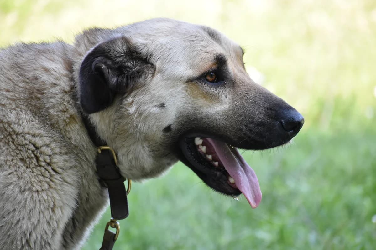 Sheba, female Mixed Breed for adoption at Helen, Vratsa region