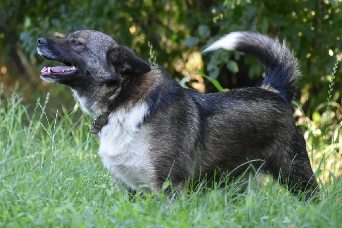 Poppy (& Katie), female Mixed Breed for adoption at Helen, Vratsa region