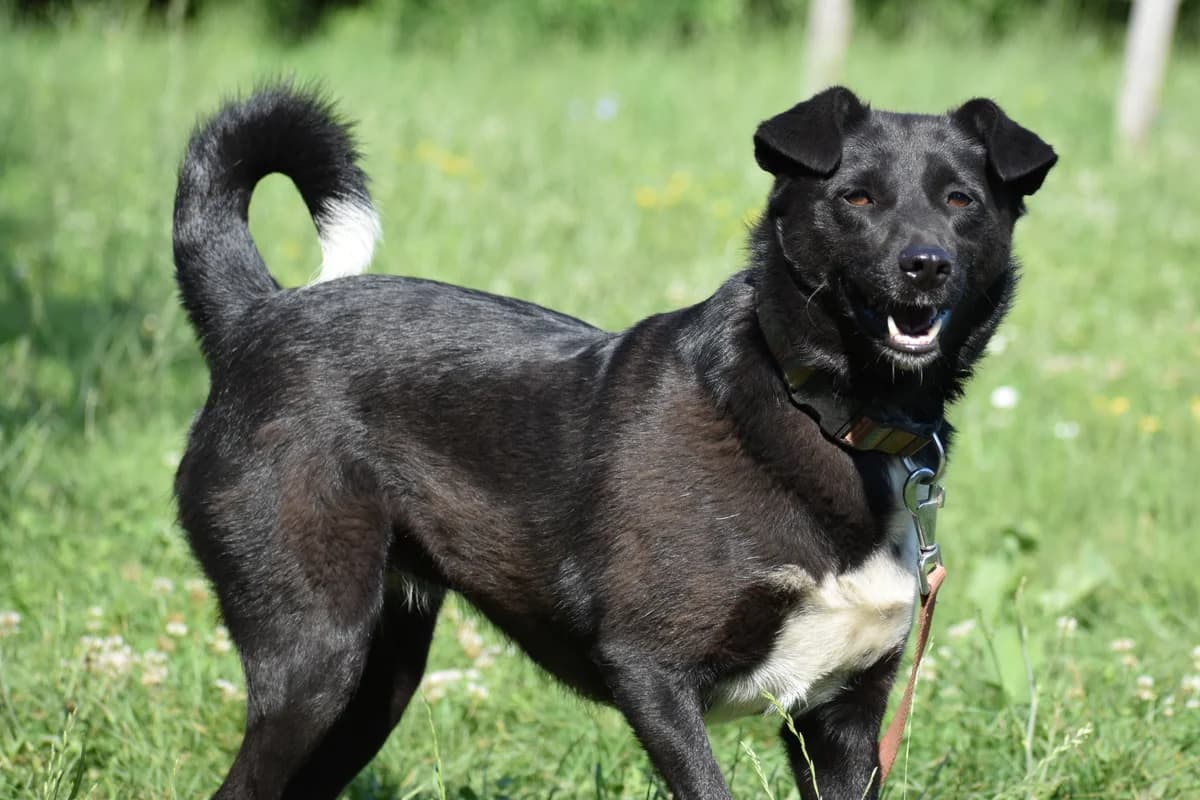Katie (& Poppy), female Mixed Breed for adoption at Helen, Vratsa region