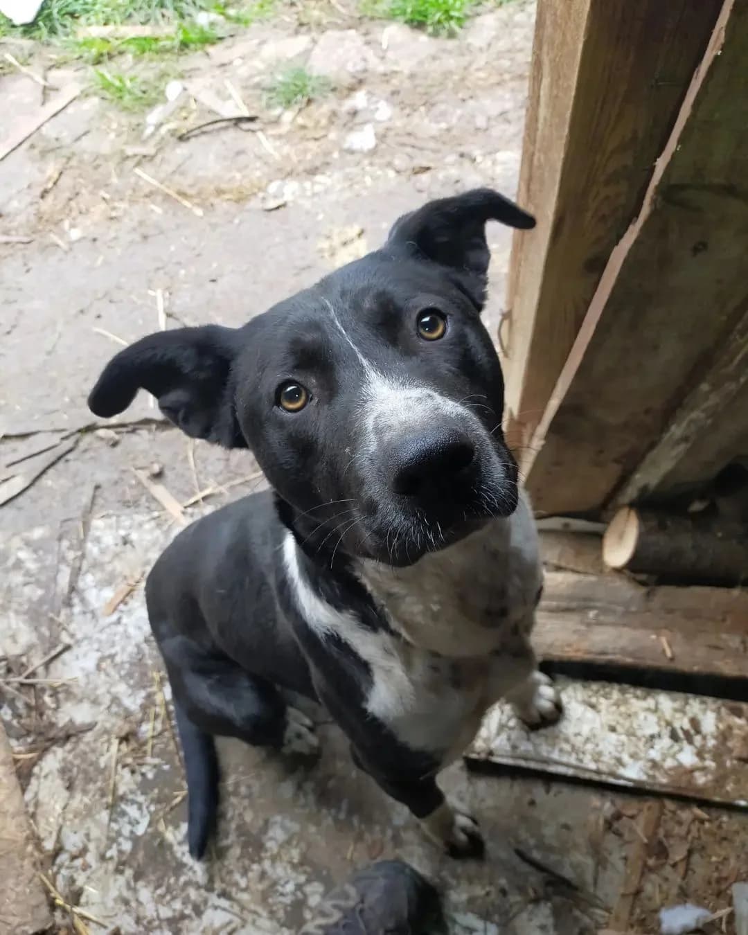 Monty, male Mixed Breed for adoption at Helen, Vratsa region
