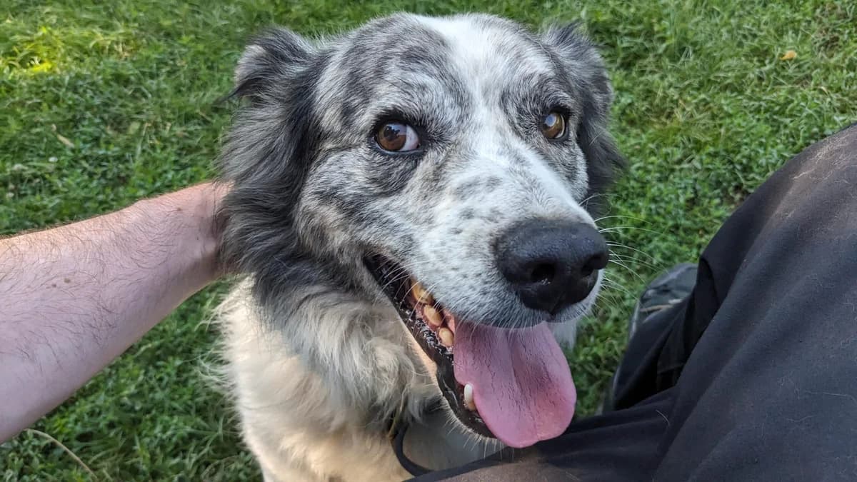 Buster, male Mixed Breed for adoption at Helen, Vratsa region