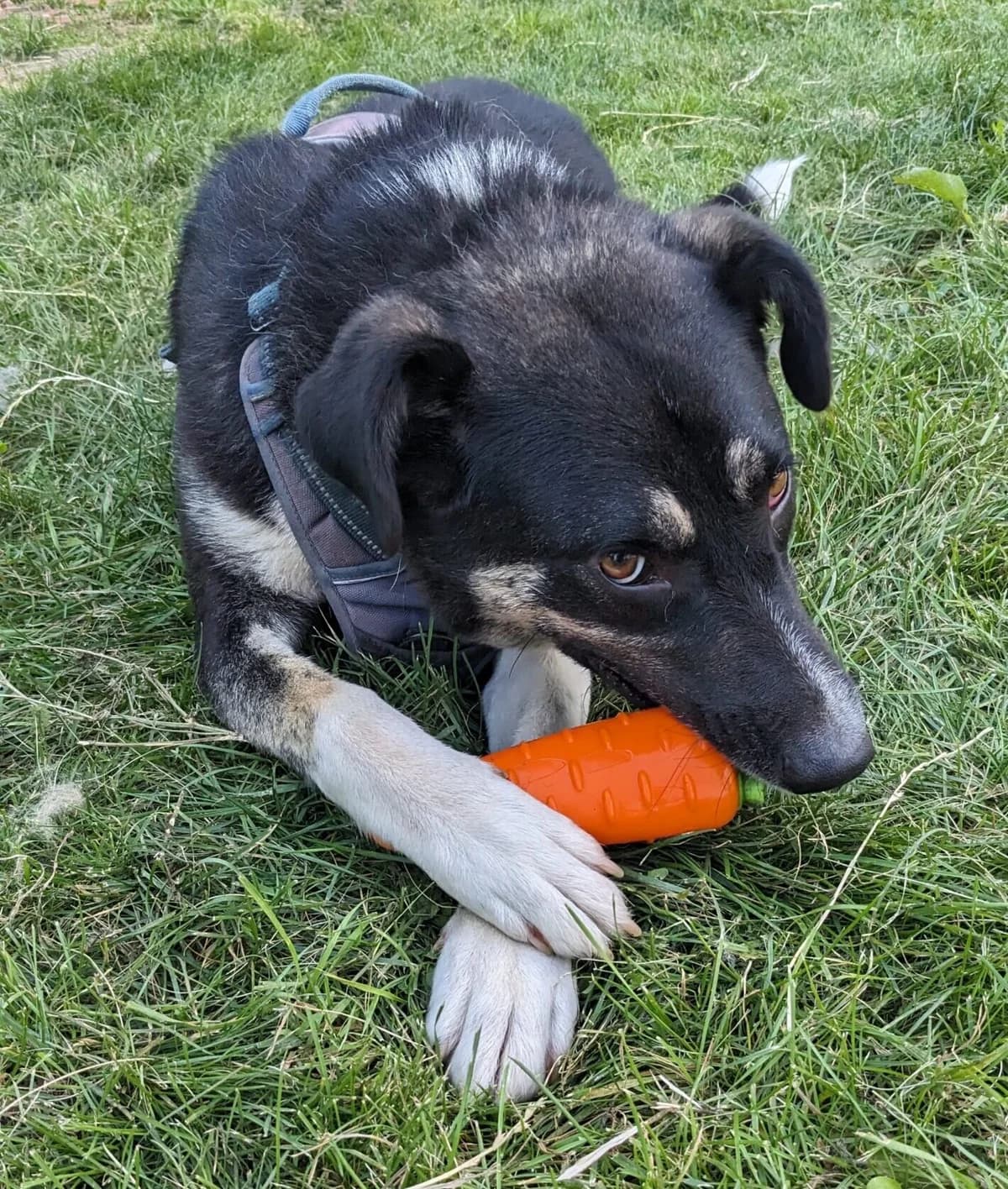 Captain, male Mixed Breed for adoption at Helen, Vratsa region