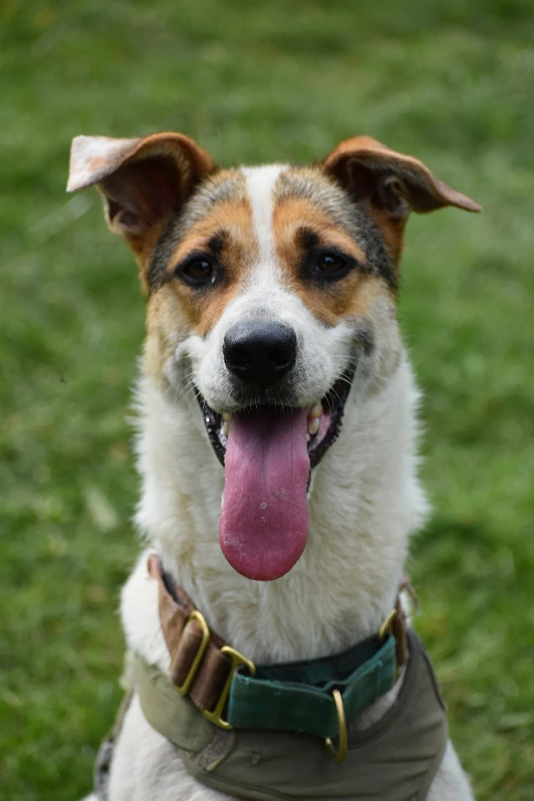 Lara, female Mixed Breed for adoption at Helen, Vratsa region