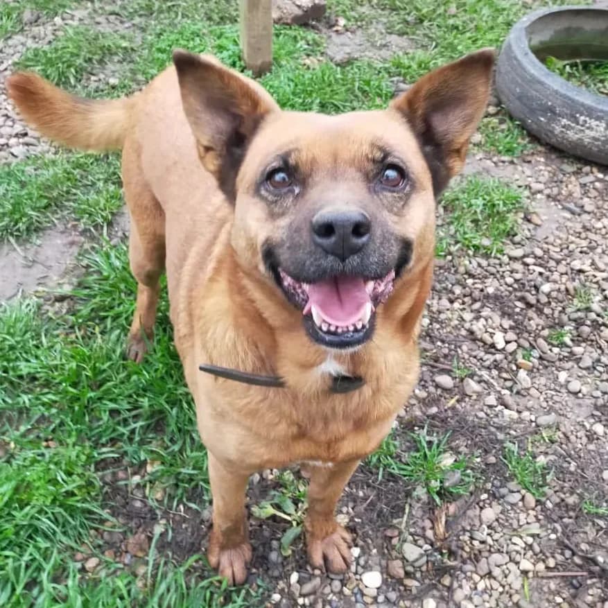 Amber, male 5yo Mixed Breed for adoption at Helen, Vratsa region
