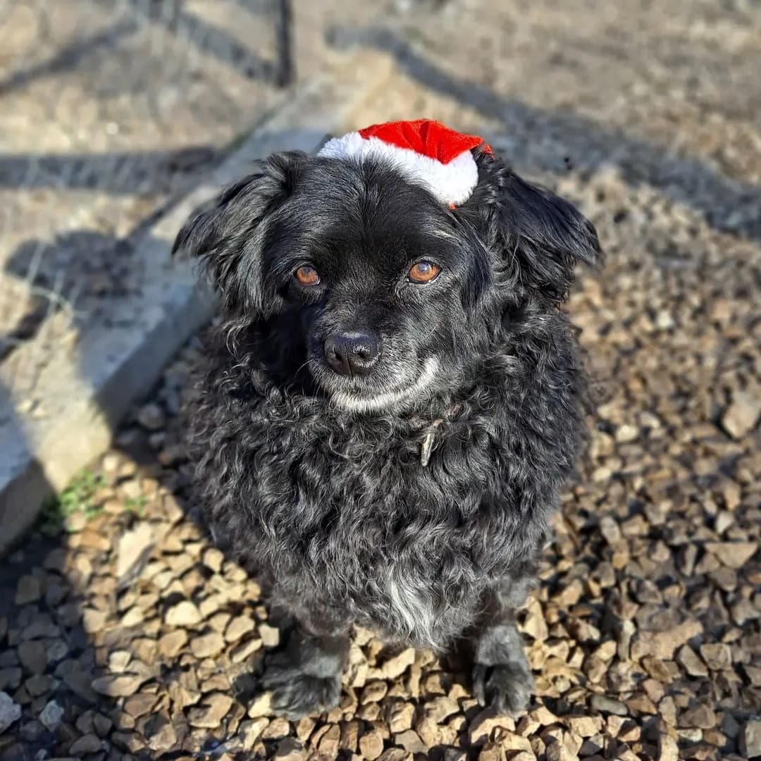 Carolina, female 5yo Mixed Breed for adoption at Helen, Vratsa region
