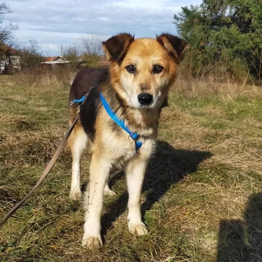 Coco, female senior Mixed Breed for adoption at Helen, Vratsa region