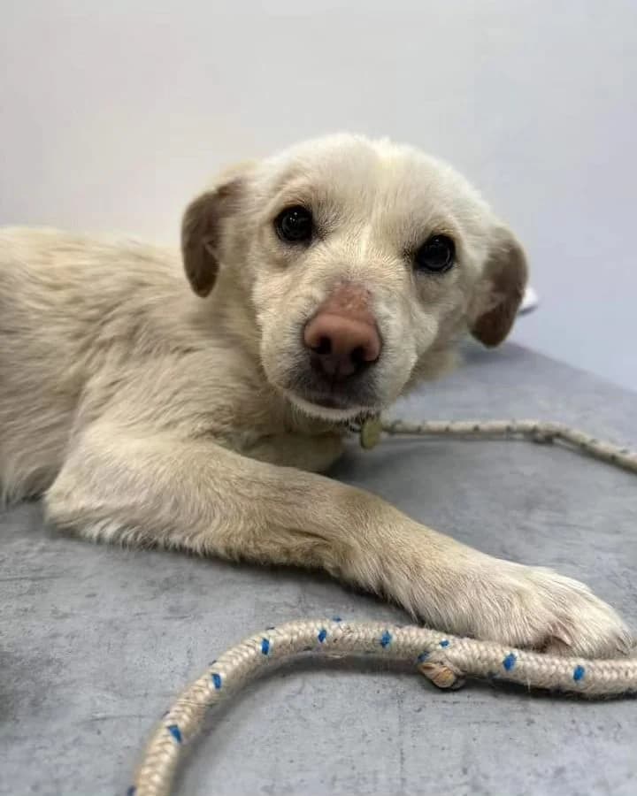 Frieda, female 3yo Mixed Breed for adoption at Helen, Vratsa region