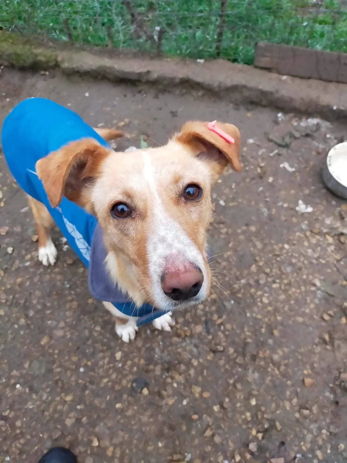 Stevie, male Mixed Breed for adoption at Helen, Vratsa region