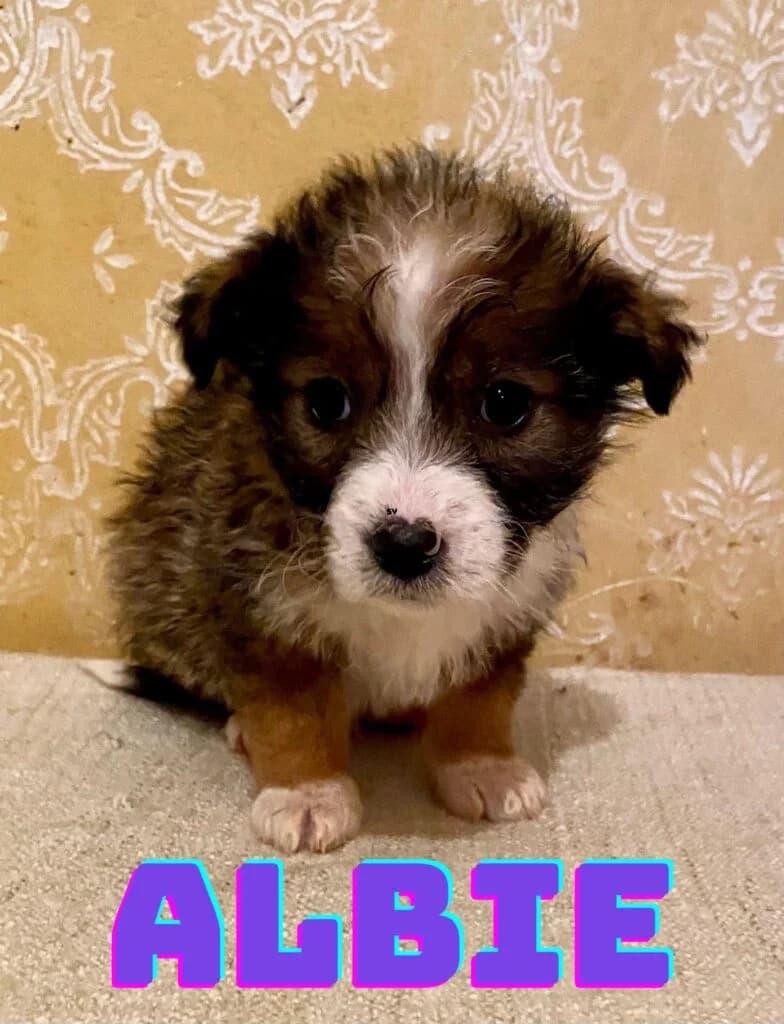 Albie, male puppy Mixed Breed for adoption at Helen, Vratsa region