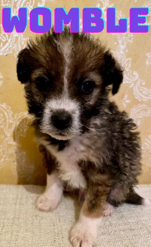 Womble, male puppy Mixed Breed for adoption at Helen, Vratsa region