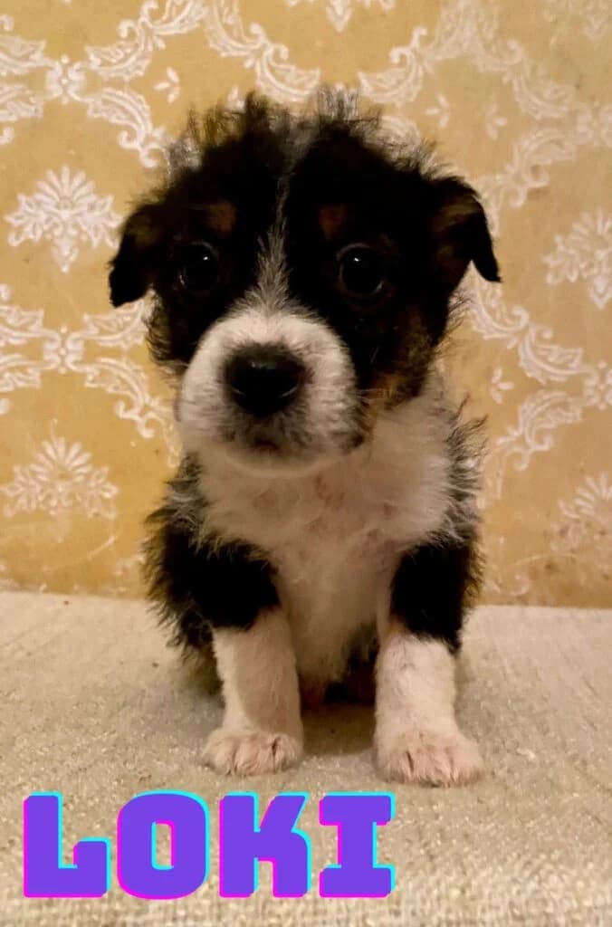 Loki, male puppy Mixed Breed for adoption at Helen, Vratsa region