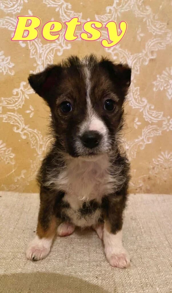 Betsy, female puppy Mixed Breed for adoption at Helen, Vratsa region