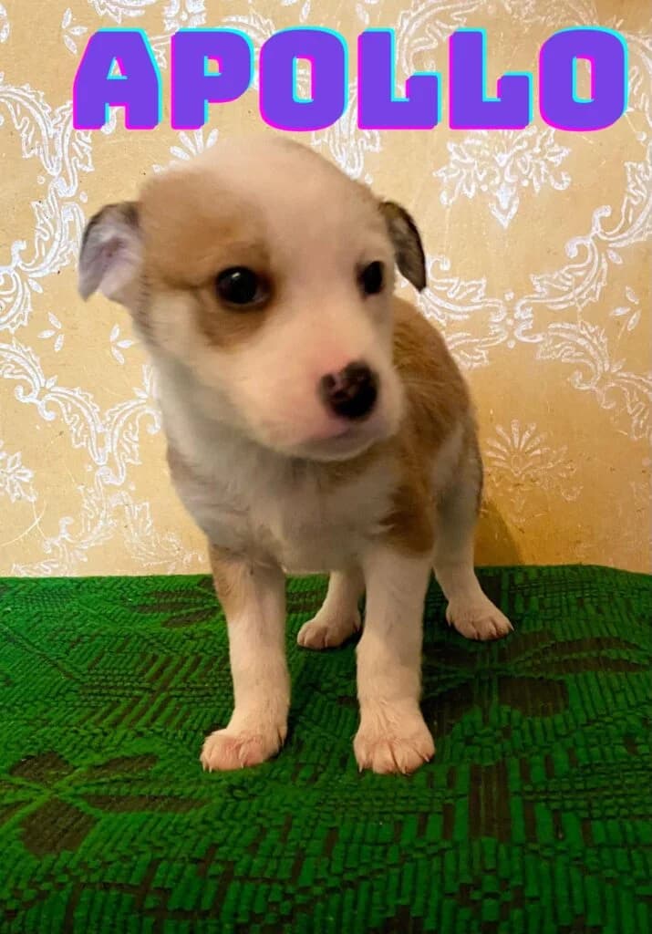 Apollo, male puppy Mixed Breed for adoption at Helen, Vratsa region