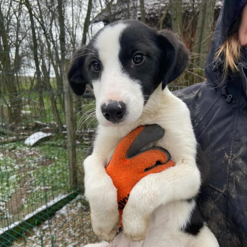 Bella, female puppy Mixed Breed for adoption at Helen, Vratsa region