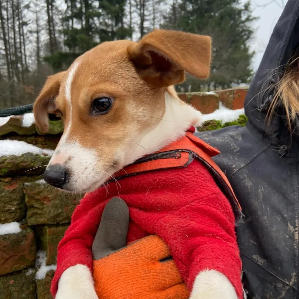 Chica, female puppy Mixed Breed for adoption at Helen, Vratsa region