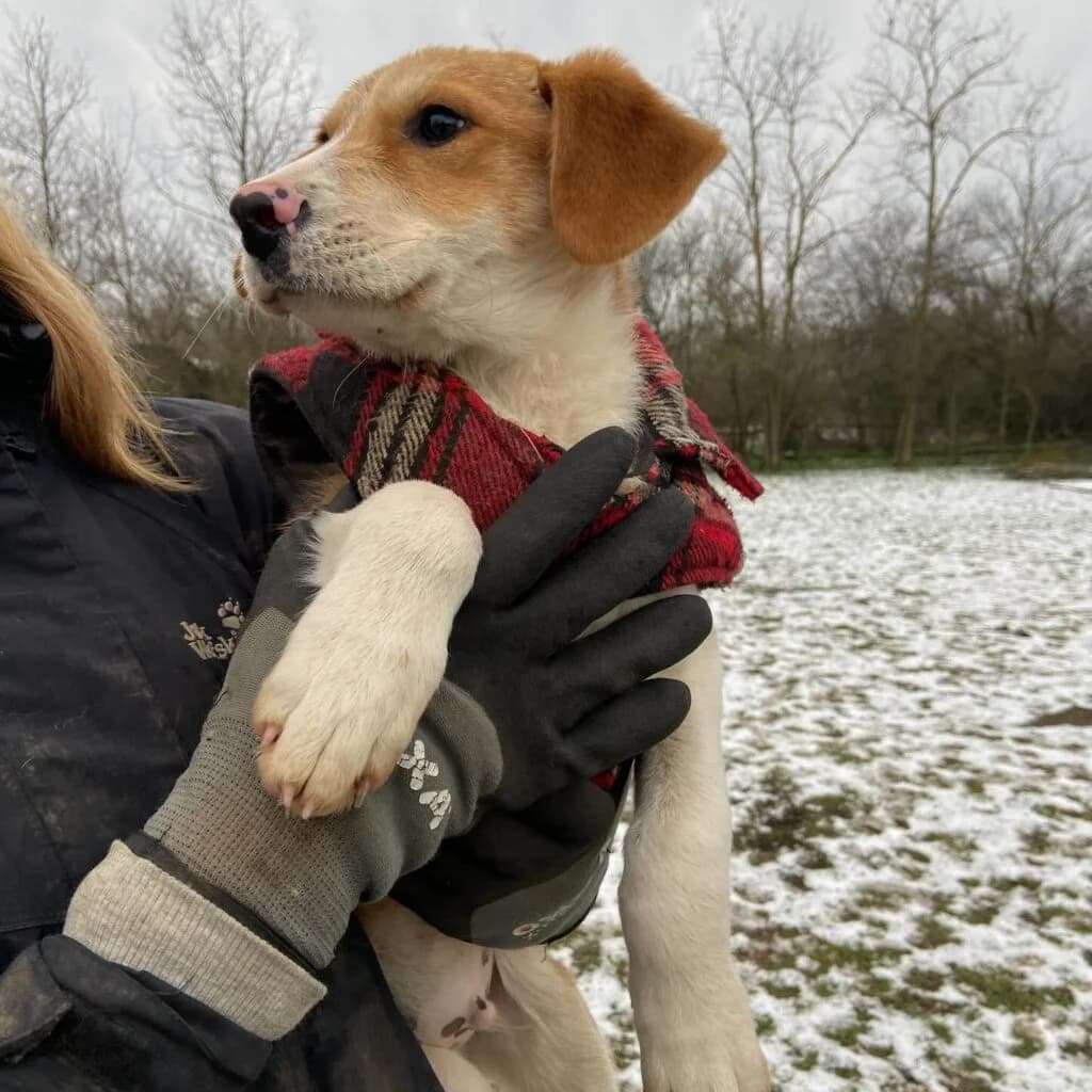 Archie, male puppy Mixed Breed for adoption at Helen, Vratsa region