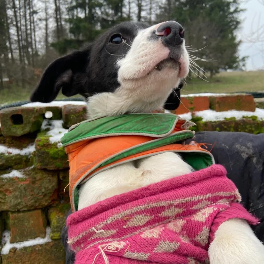 Basil, male puppy Mixed Breed for adoption at Helen, Vratsa region