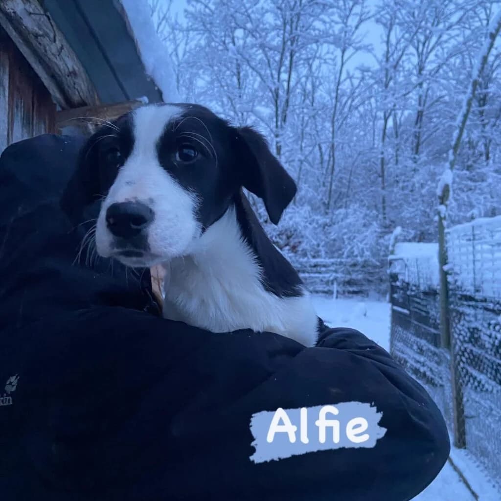 Alfie, male puppy Mixed Breed for adoption at Helen, Vratsa region