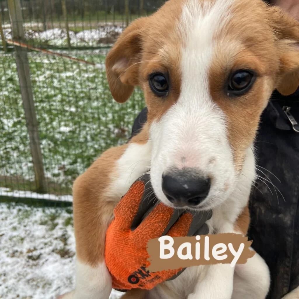 Bailey, puppy Mixed Breed for adoption at Helen, Vratsa region