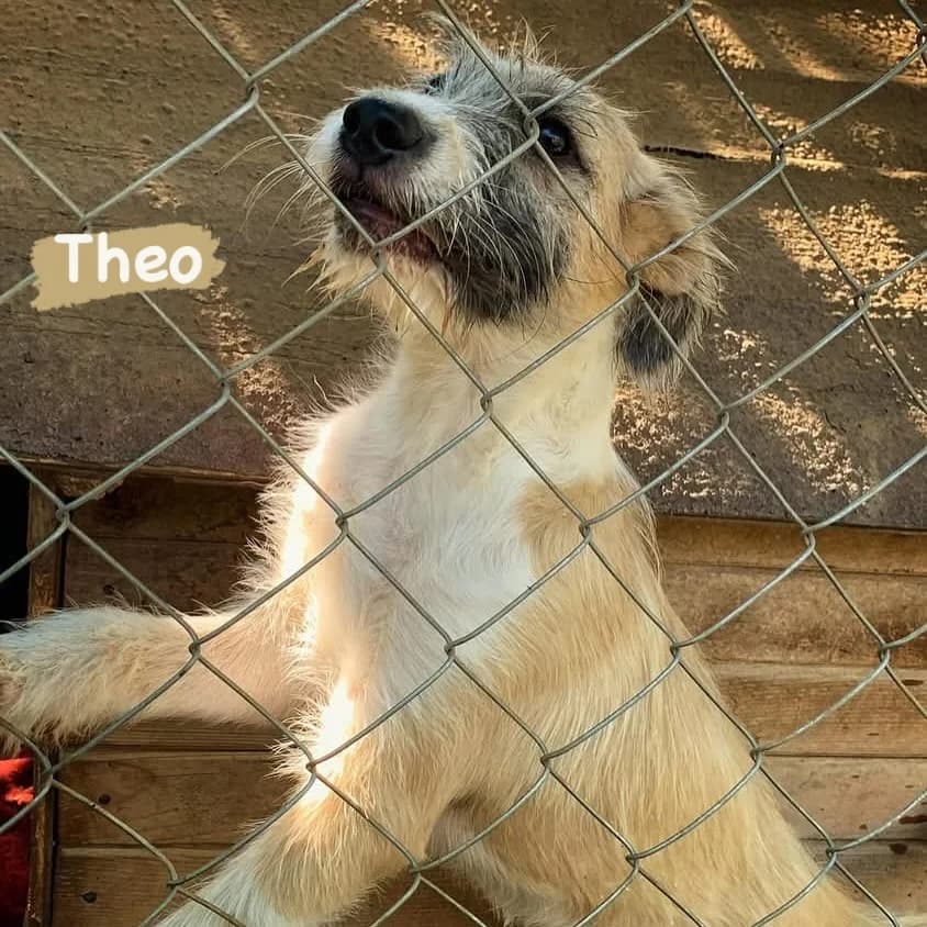 Theo, male young Mixed Breed for adoption at Helen, Vratsa region