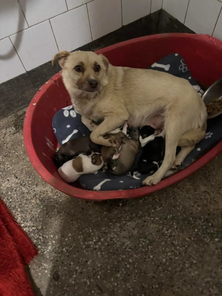 Destiny, female young Mixed Breed for adoption at Helen, Vratsa region