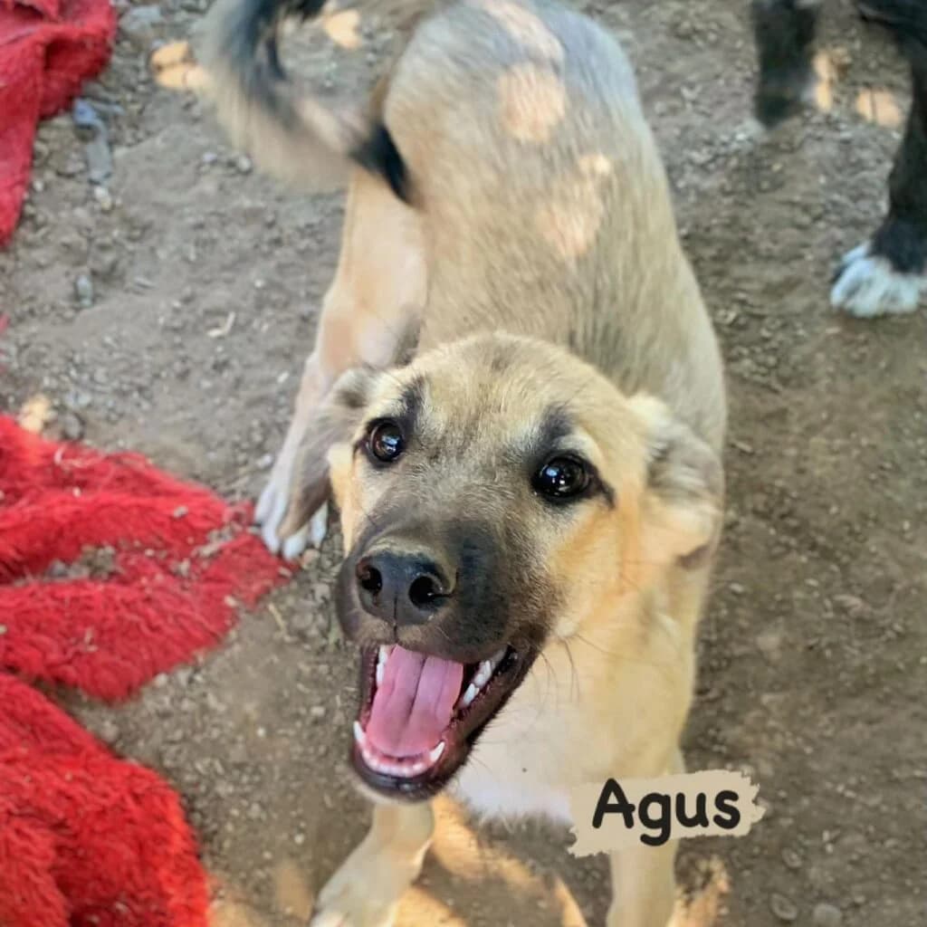 Agus, female young Mixed Breed for adoption at Helen, Vratsa region