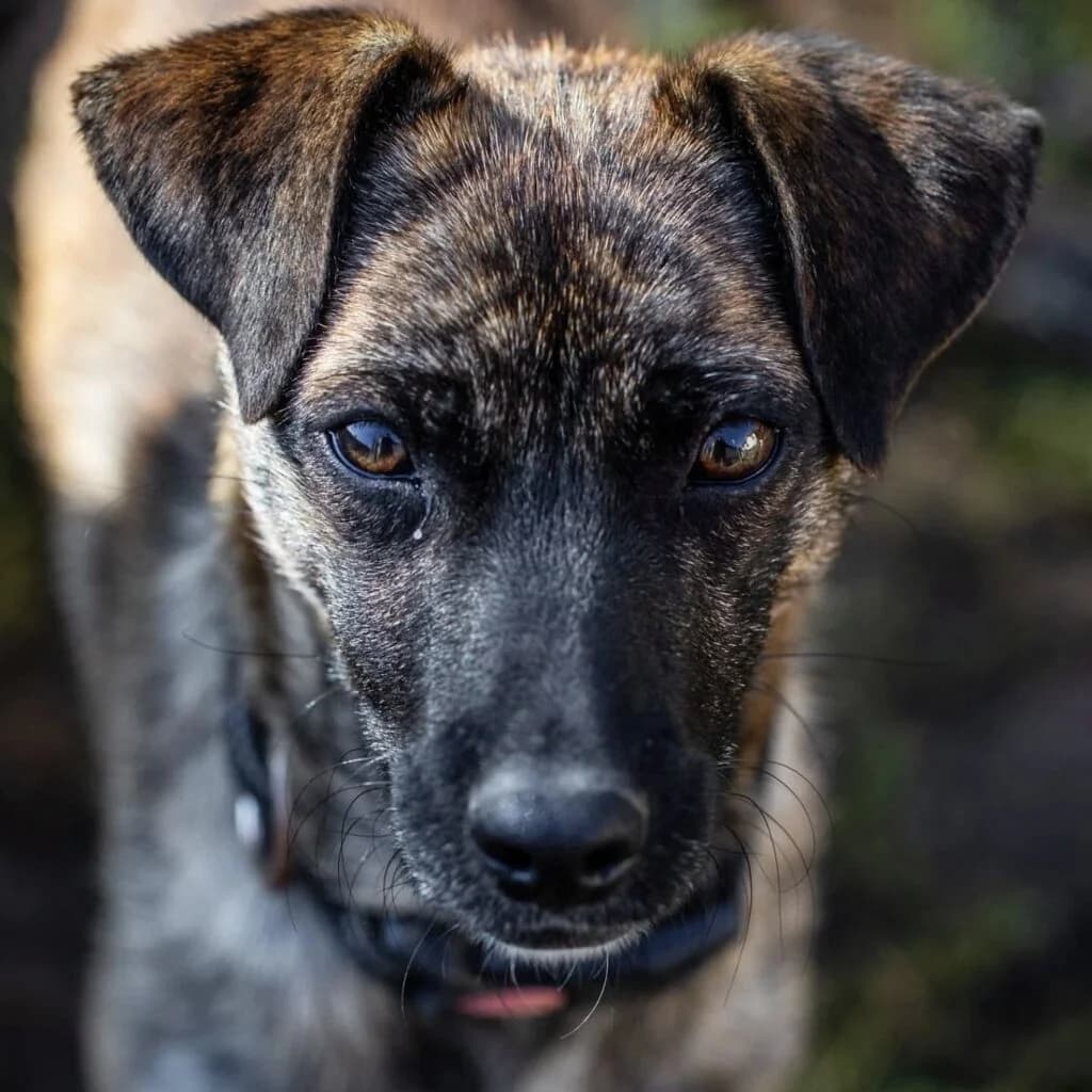 Harry, male Mixed Breed for adoption at Helen, Vratsa region