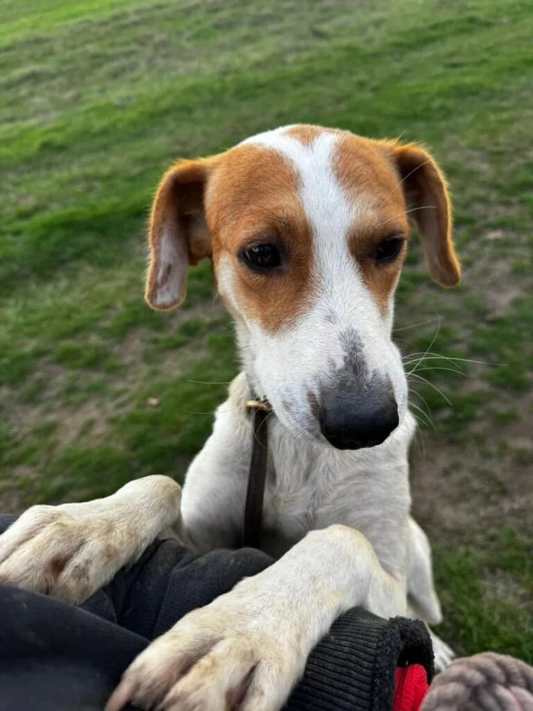 Dolly, female young Mixed Breed for adoption at Helen, Vratsa region