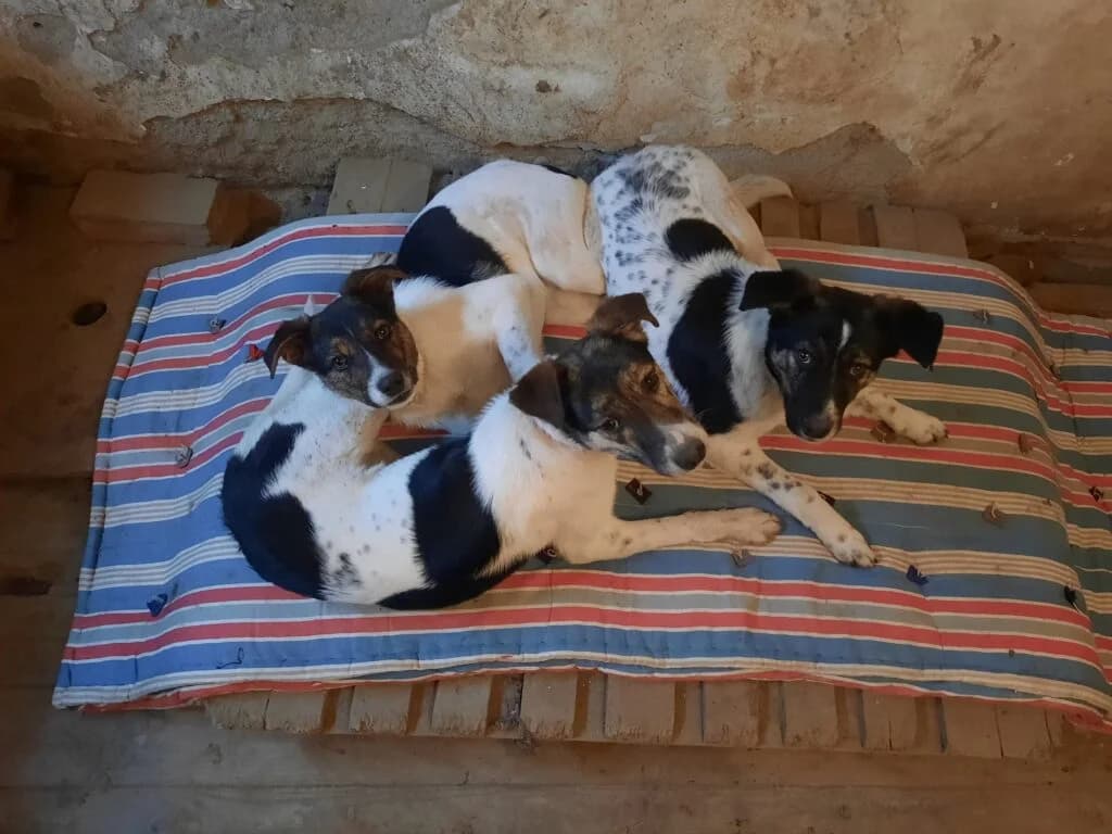 Valentina, female young Mixed Breed for adoption at Helen, Vratsa region