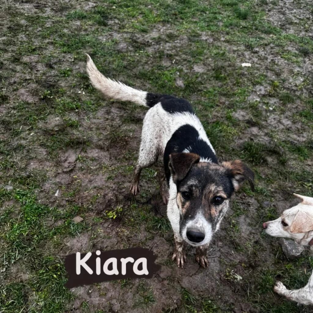 Kiara, female young Mixed Breed for adoption at Helen, Vratsa region