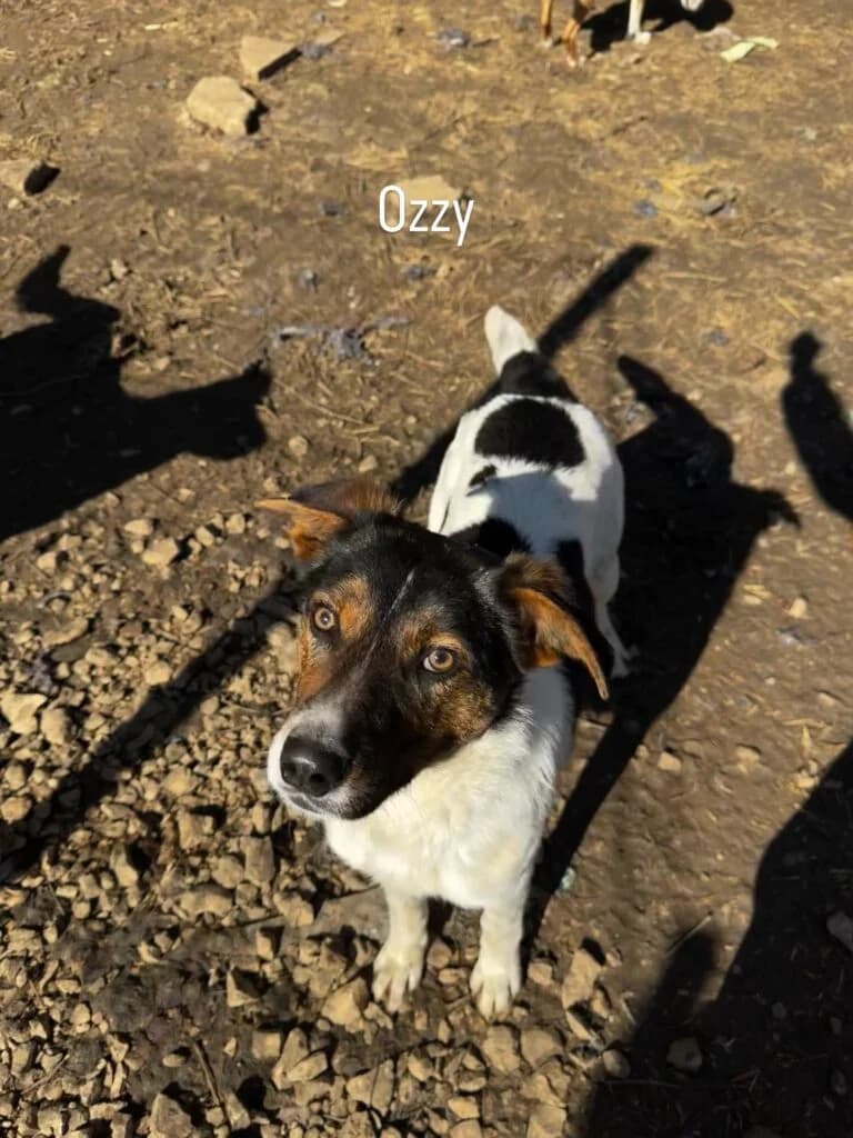 Ozzy, male young Mixed Breed for adoption at Helen, Vratsa region