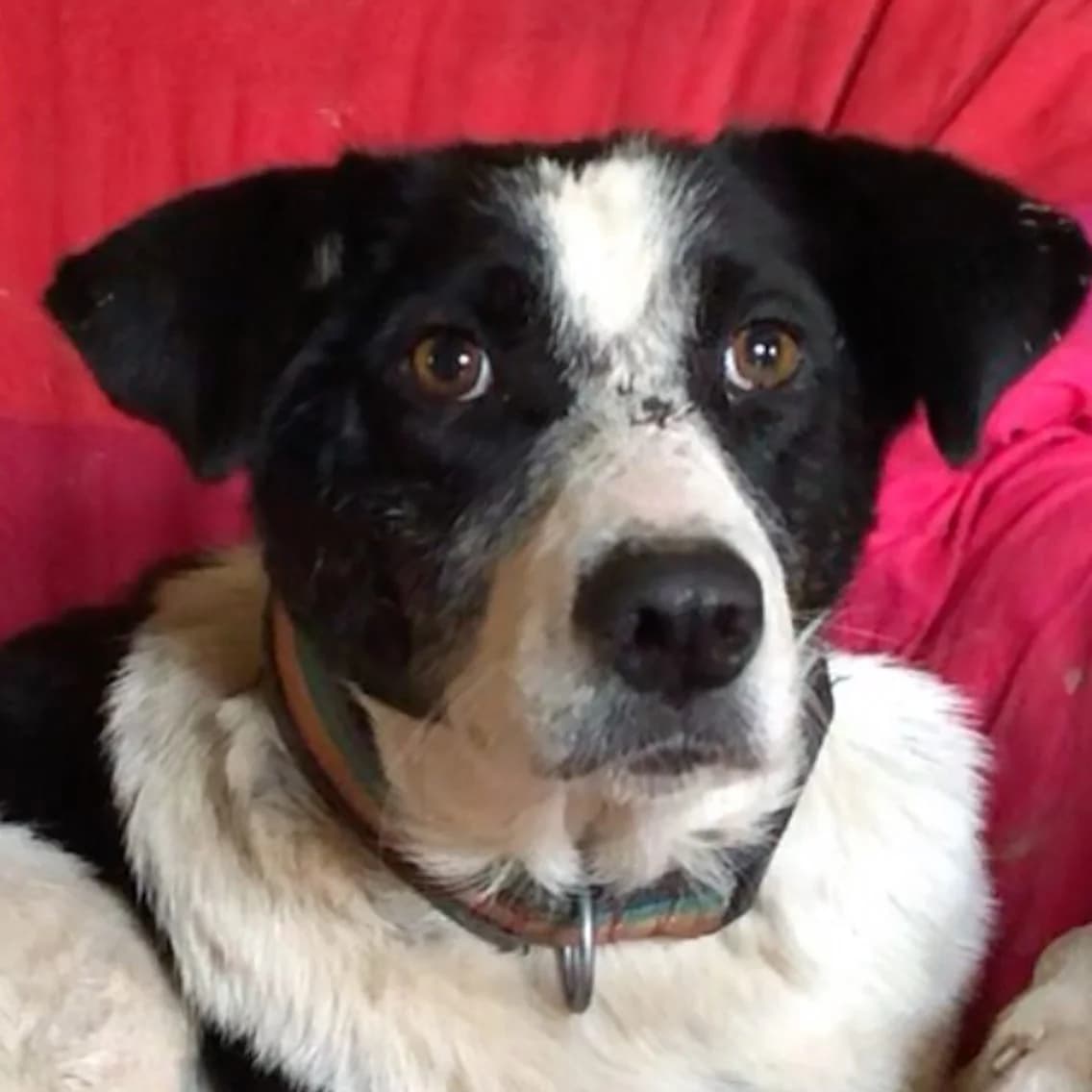 Rosie, senior Collie for adoption at Little Angels Rescue Bulgaria