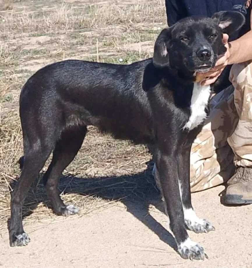 Bronte, female Mixed Breed for adoption at Lucy Irvine Foundation Europe