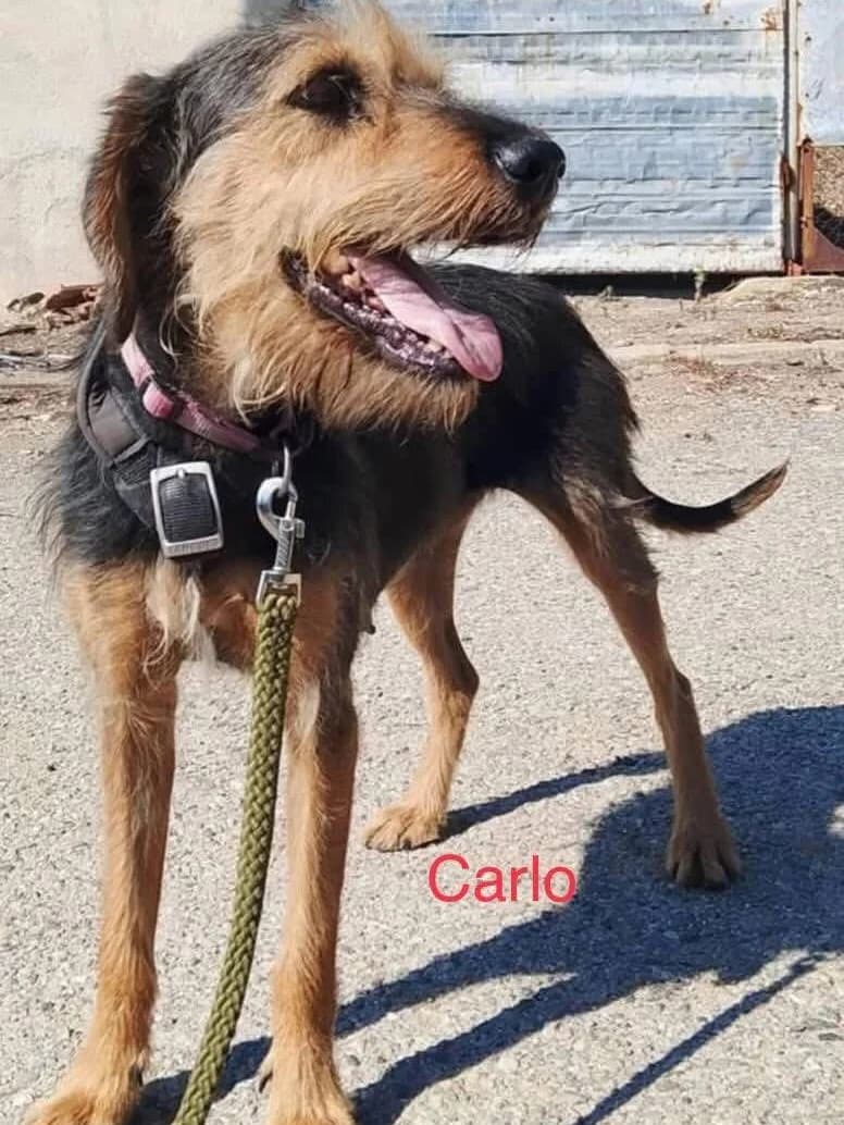 CARLO, male puppy Mixed Breed for adoption at Lucy Irvine Foundation Europe