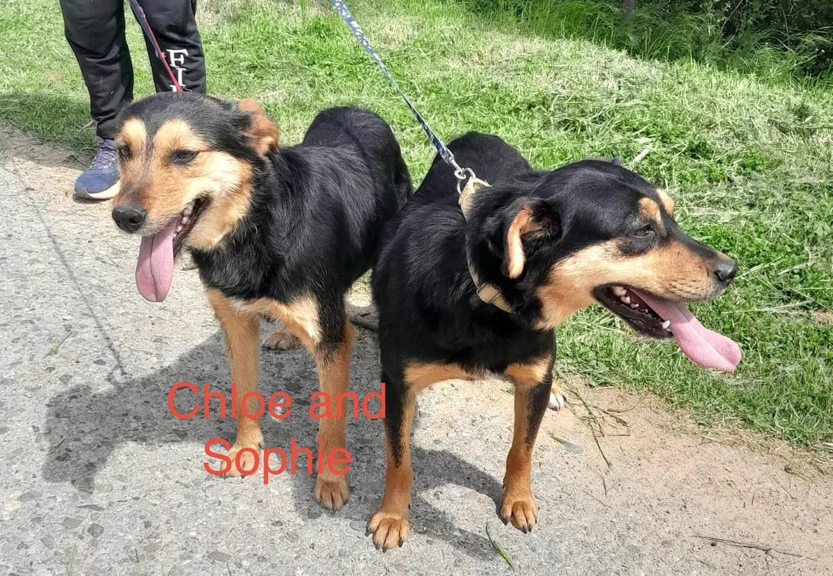 Chole & Sophie, female Mixed Breed for adoption at Lucy Irvine Foundation Europe