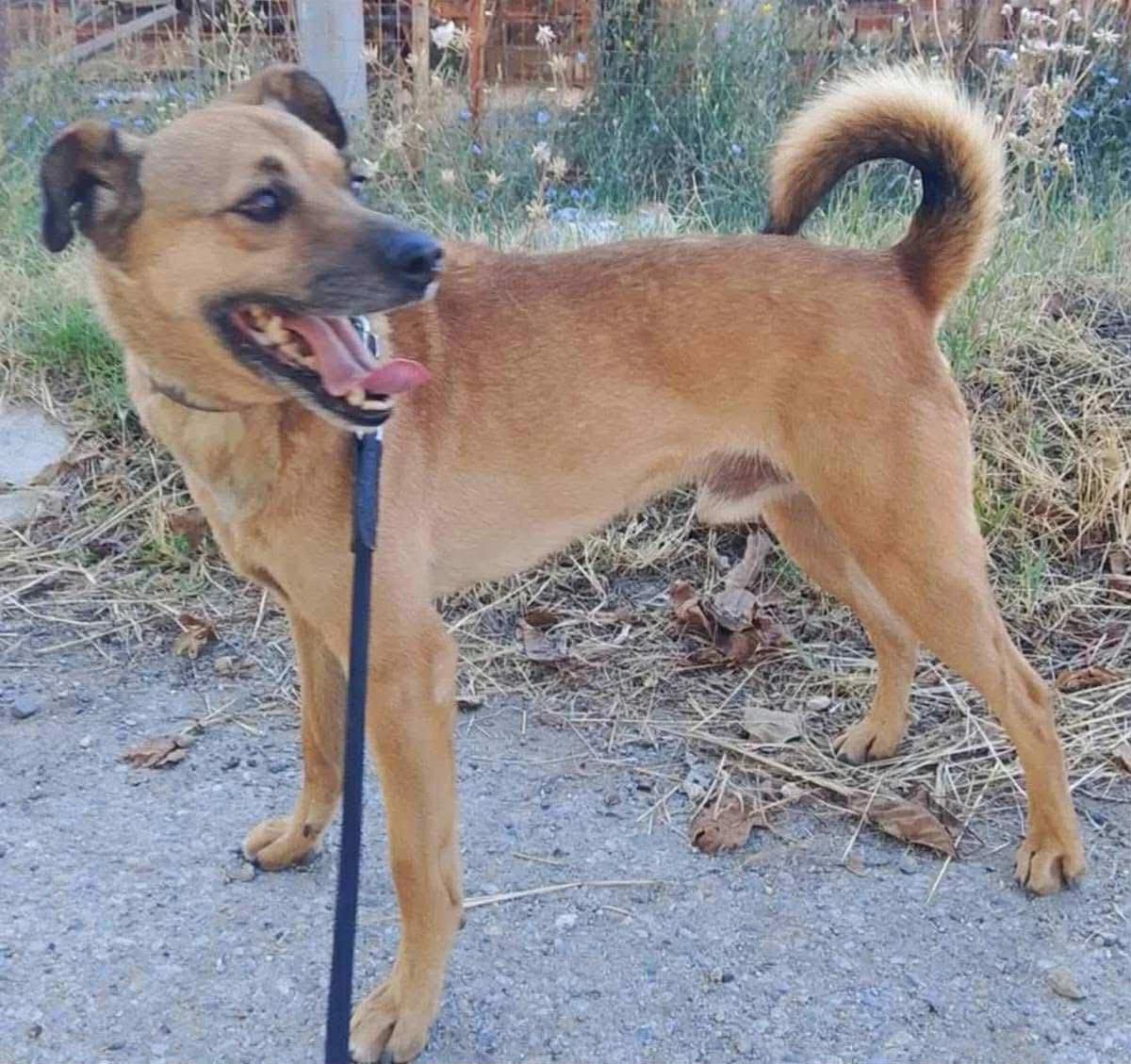 Christopher, male Mixed Breed for adoption at Lucy Irvine Foundation Europe